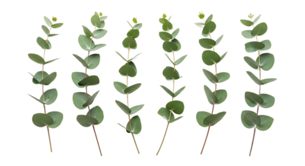 Multiple vibrant green eucalyptus sprigs, showcasing their distinctive round leaves and fresh botanical appeal, artfully arranged on a bright white background