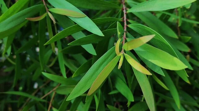 Recording of cajuput tree leaves swaying in the wind, the leaves of this plant are commonly used to make oil that warms the body.
