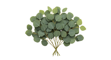 Vibrant multiple eucalyptus leaves, artfully arranged in a bunch, offering a refreshing touch of natural green botanical foliage for various decorative purposes