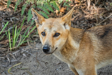 This is a close-up portrait of a dingo, its golden-brown fur clearly visible. The dingo has distinctive pointed ears, one of which has a small pink tag attached.