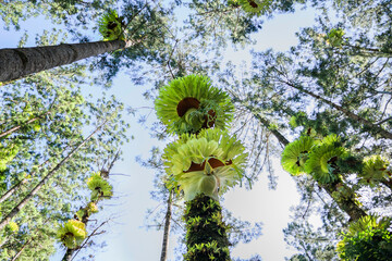 This low-angle shot looks up into a forest canopy, highlighting staghorn ferns growing on tall trees. The vibrant green of the ferns contrasts with the slender tree trunks. © pauline.mongarny