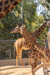 Obraz premium Baby giraffe and Giraffes a a zoo.