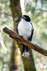 Grey butcherbird (Cracticus torquatus), a black and white bird,  perched on a rough, weathered...