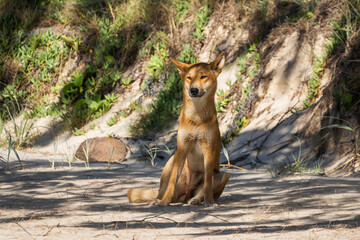 A dingo sitting upright on a sandy surface, likely a beach or dunes. The dingo has golden-brown fur, erect ears, and appears alert, looking slightly off-camera. 
