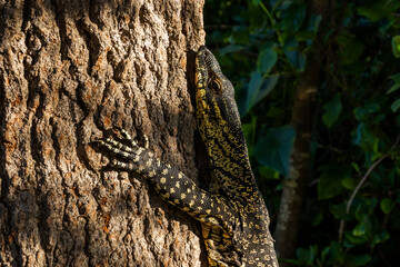 A close-up shot of a monitor lizard clinging to the rough bark of a tree. Fraser Island, K'gari, Queensland, Australia.