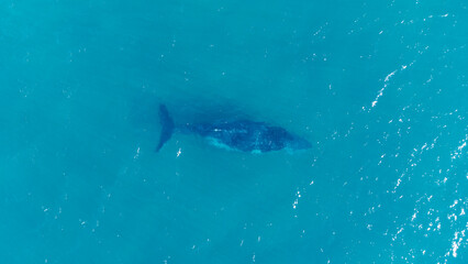 This aerial photograph captures a majestic whale gliding through clear, turquoise ocean water. The dark silhouette of the whale is visible just below the surface, with its tail fin breaking the water. © pauline.mongarny