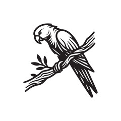parrot on a white background