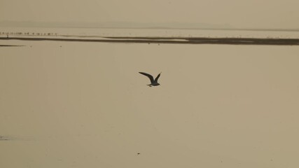 Migratory bird scene in Poyang Lake, Jiangxi Province
