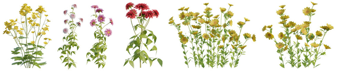A variety of fresh colorful flowers  with isolated on transparent background. png file, 3d rendering illustration
