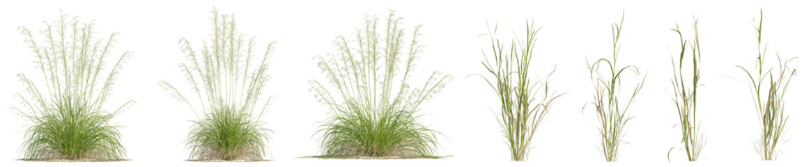 Stipa gigantea or Golden Oats and evergreen grass for create garden with isolated on transparent background. png file, 3d rendering illustration	