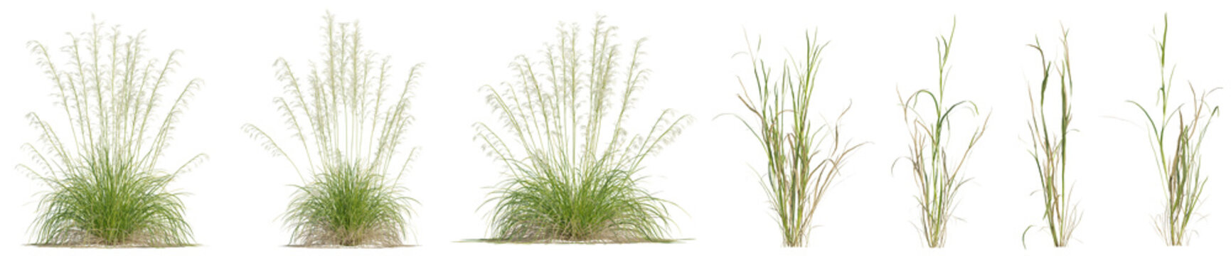Stipa gigantea or Golden Oats and evergreen grass for create garden with isolated on transparent background. png file, 3d rendering illustration	