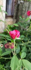 pink and red rose in garden
