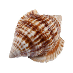 Obraz premium A beautiful, spiral shell showcases intricate patterns of browns and creams, perfect for beach themes and nature-related projects.