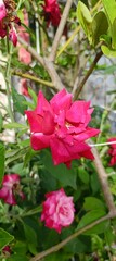 pink and red rose in garden
