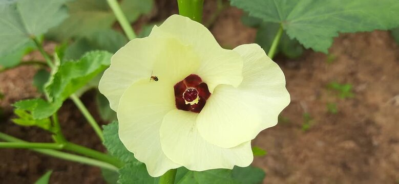Blooming ladies finger flower in agricultural field