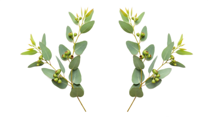 Elegant and Fresh Eucalyptus Branches with Delicate Leaves and Round Buds, Symbolizing Nature's Serenity and Natural Decor