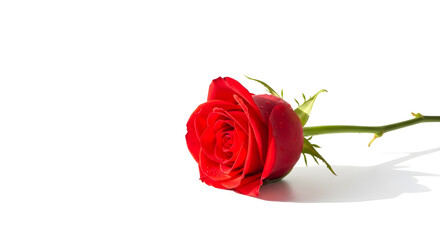 Fototapeta premium Elegant Single Red Rose on a Clean White Background, Ideal for Valentine's Day Greetings, Romantic Occasions, or Botanical Studies to Convey Beauty and Love.