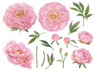Vector element of Pink Peonies flower hand drawn watercolor Isolated on transparent background