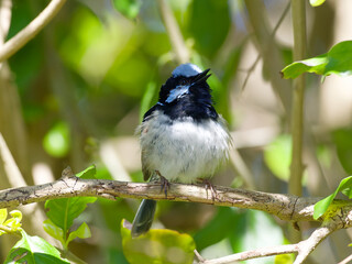 Male Superb Fairywren (Malurus cyaneus) in breeding plumage perched on a branch surrounded by a green leaf background