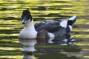 Um lindo marreco selvagem no lago do jardim do Museu da Rep&uacute;blica - Catete - RJ
