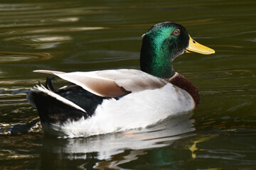 Marreca de Pequim dando a sua graça no lago do Museu da República - Catete - RJ