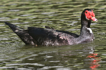 A beleza de um pato selvagem com suas lindas asas dando a sua gra&ccedil;a no lago do Museu da Rep&uacute;blica - Catete - RJ