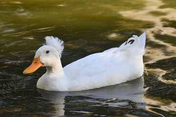 Uma mimosa marreca pompom dando a sua graça no lago do jardim do Museu da República - Catete - RJ