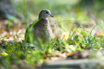 Perched Zebra Dove with ruffled feathers in grassy light Kaohsiung Taiwan