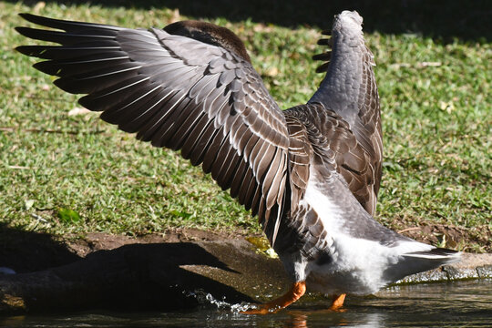 A beleza das asas de ganso quando abertas fascinam mas o seu grande porte n&atilde;o lhe permite voar como os patos e os marrecos. 