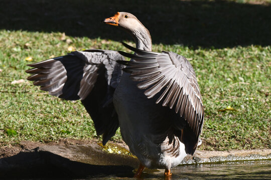 A beleza das asas de ganso quando abertas fascinam mas o seu grande porte n&atilde;o lhe permite voar como os patos e os marrecos. 