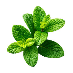 handful of fresh mint leaves with sharp edges and veins