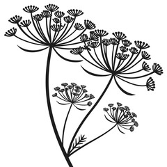 Black silhouette of dill flower umbel on white background