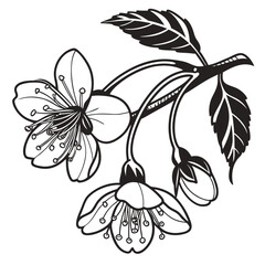 Fototapeta premium Black and white illustration of cherry blossoms and leaves on a branch