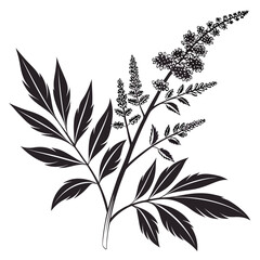 Fototapeta premium Black and white silhouette of a flowering plant with feathery leaves