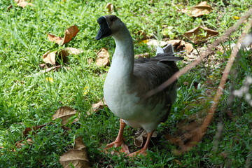 Domestic Goose standing on grass with orange legs in Kaohsiung City