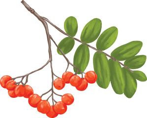 rowan berry fruit botanical digital painting