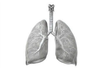 Transparent 3D illustration of human lungs and trachea, highlighting bronchial tree structure and respiratory anatomy on a white background