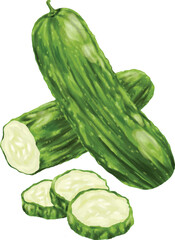 cucumber fruit botanical digital painting