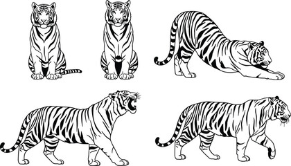 Flat vector illustration of tiger poses, wild animal design, predator stance, sitting roaring walking tiger, wildlife jungle feline graphics