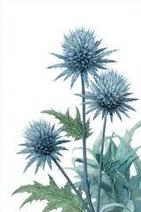 Obraz premium Botanical Beauty: Eryngium Blossoms in Watercolor, A detailed watercolor depiction of Eryngium flowers, showcasing their intricate textures and unique shape.