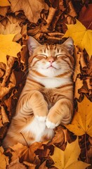 A happy ginger tabby cat sleeping peacefully on its back in a pile of golden and brown autumn leaves.