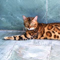 This is a male Bengal leopard cat named Hua Hua, and we all love it.This is Hua Hua resting on the...