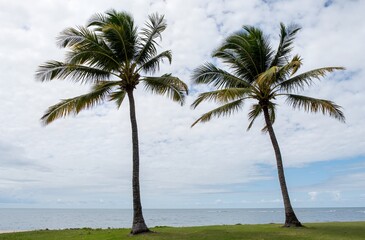palm trees on the beach