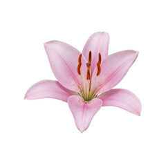 Fototapeta premium Delicate pink lily blossom with intricate stamens isolated on white background