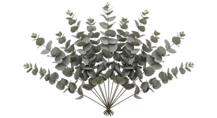 Elegant fan of multiple eucalyptus branches, artfully whisked with silver dollar leaves in a symmetrical botanical arrangement for natural decor and design