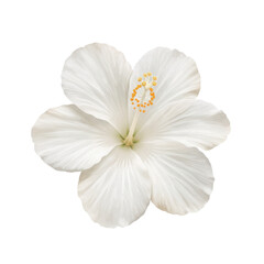 Delicate white hibiscus flower with detailed petals and orange stamens isolated on white background