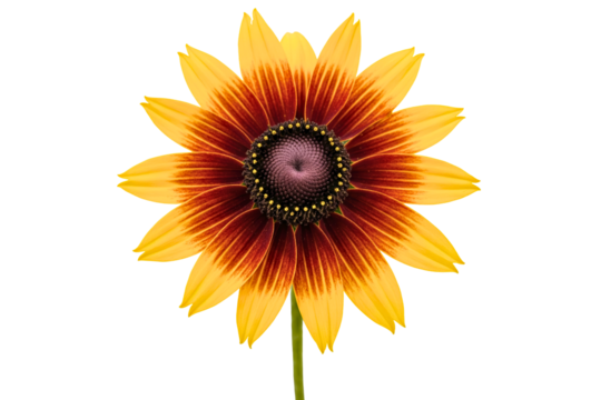 Single Rudbeckia hirta flower with yellow and red petals isolated on a transparent background