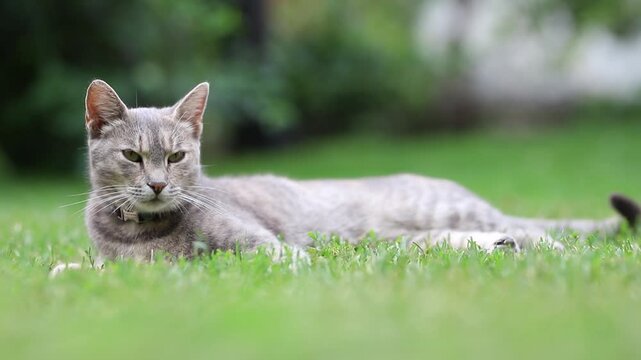 lazy cat looks around and sleepy blinking,