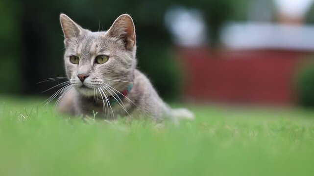 lazy cat looks around and sleepy blinking,