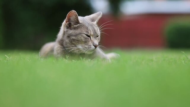 lazy cat looks around and sleepy blinking,